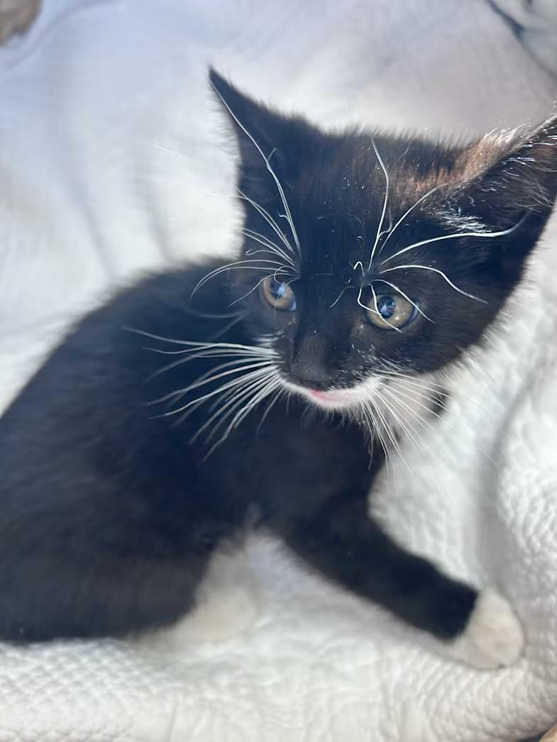 Turnip, ADOPTABLE, Kitten Male Domestic Short Hair & Tuxedo.
