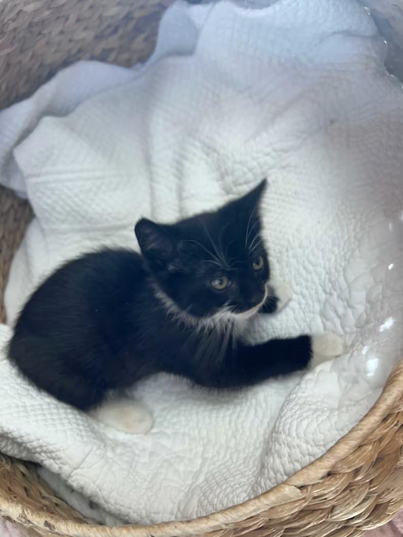 Turnip, a ADOPTABLE mixed breed in Greensboro, NC image 2/2