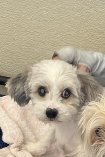 Enlarge Charlie, a Adopted mixed breed in Puerto Penasco, SON image 1/1