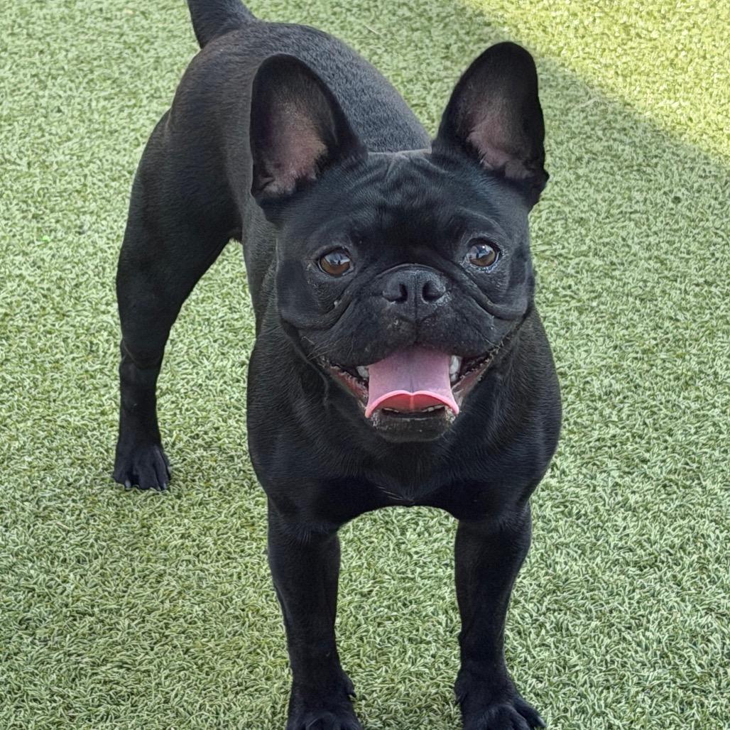 Enlarge Pierre, a Adoptable French Bulldog in Bryan, TX image 1/4