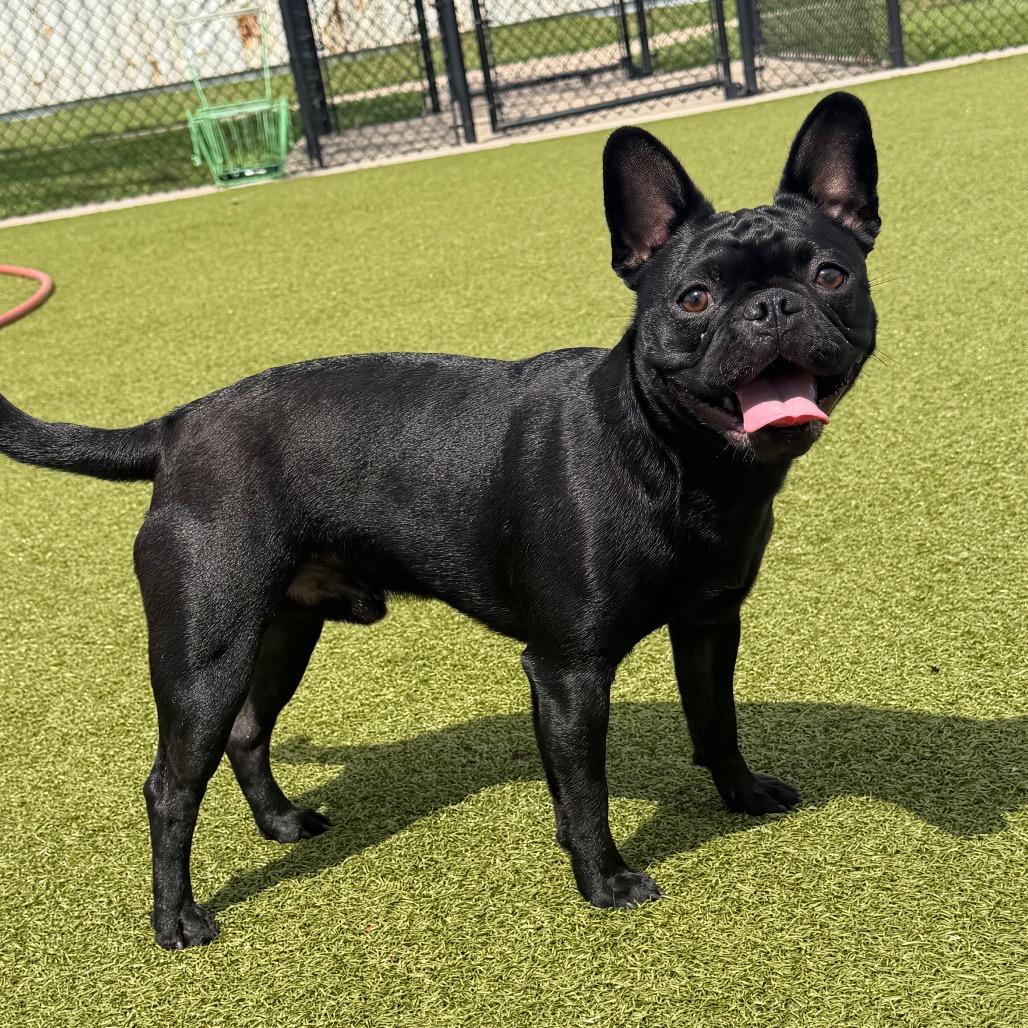 Enlarge Pierre, a Adoptable French Bulldog in Bryan, TX image 2/4