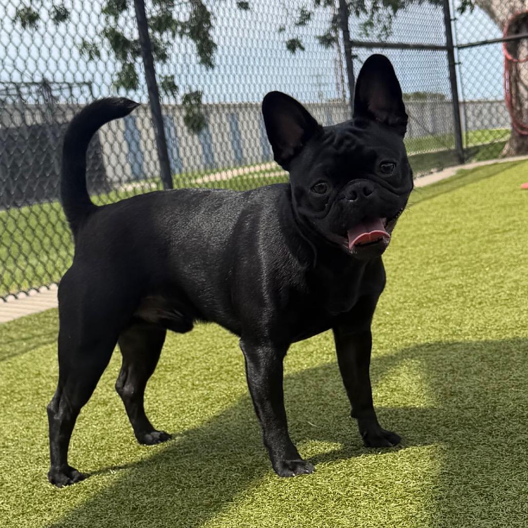 Enlarge Pierre, a Adoptable French Bulldog in Bryan, TX image 3/4