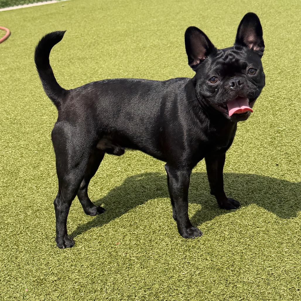 Enlarge Pierre, a Adoptable French Bulldog in Bryan, TX image 4/4