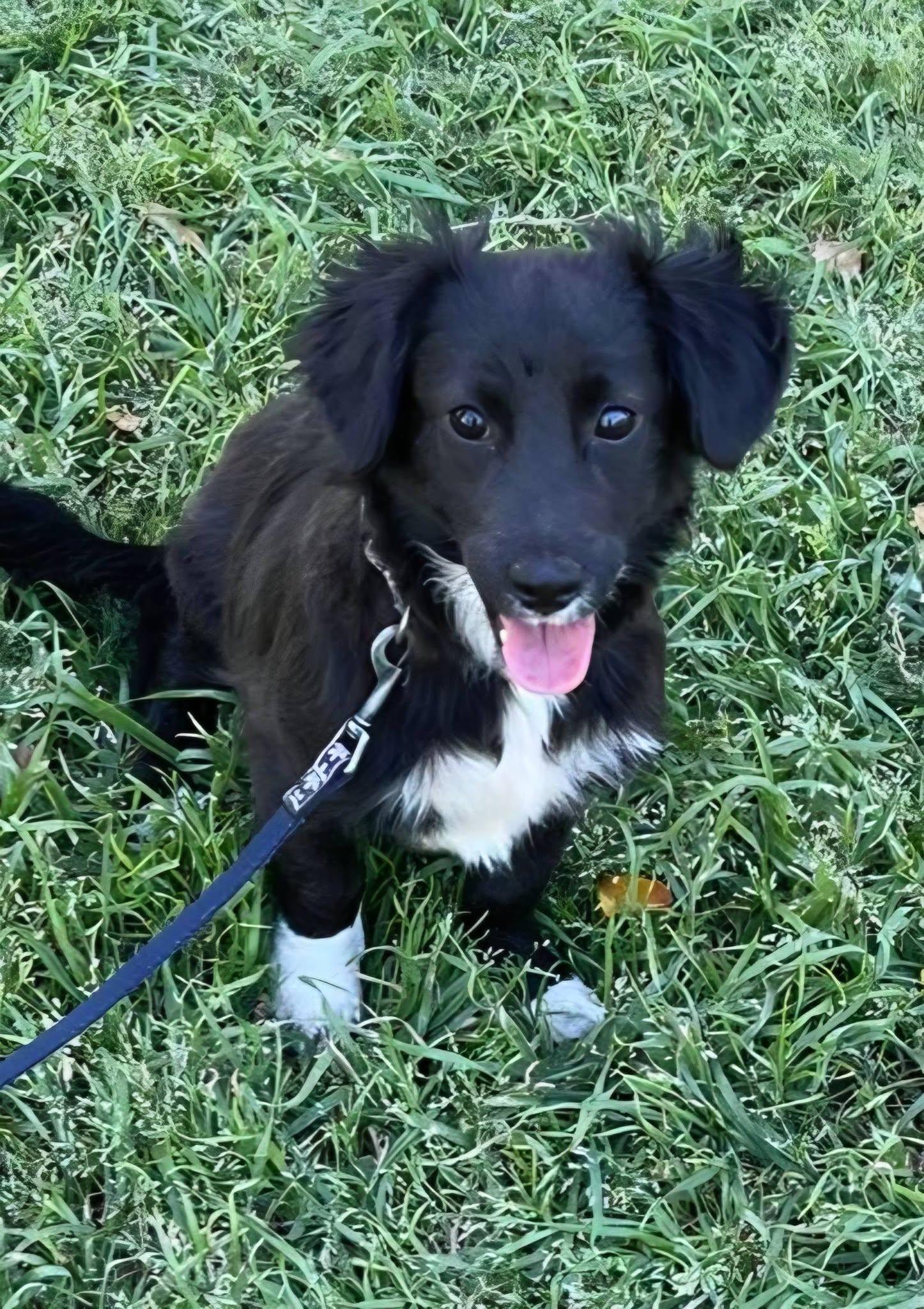 Atom, ADOPTABLE, Young Male Border Collie.