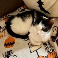 Enlarge Googles, a Adoptable mixed breed in Gastonia, NC image 2/4