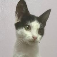 Enlarge Googles, a Adoptable mixed breed in Gastonia, NC image 4/4