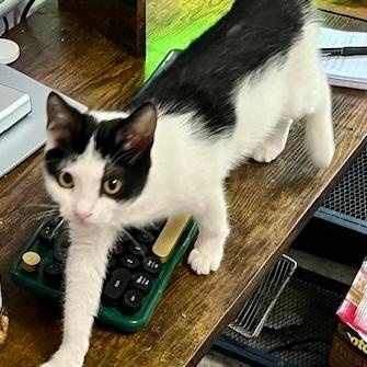 Enlarge Googles, a Adoptable mixed breed in Gastonia, NC image 3/4