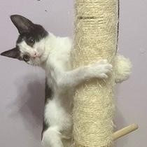 Enlarge Googles, a Adoptable mixed breed in Gastonia, NC image 1/4