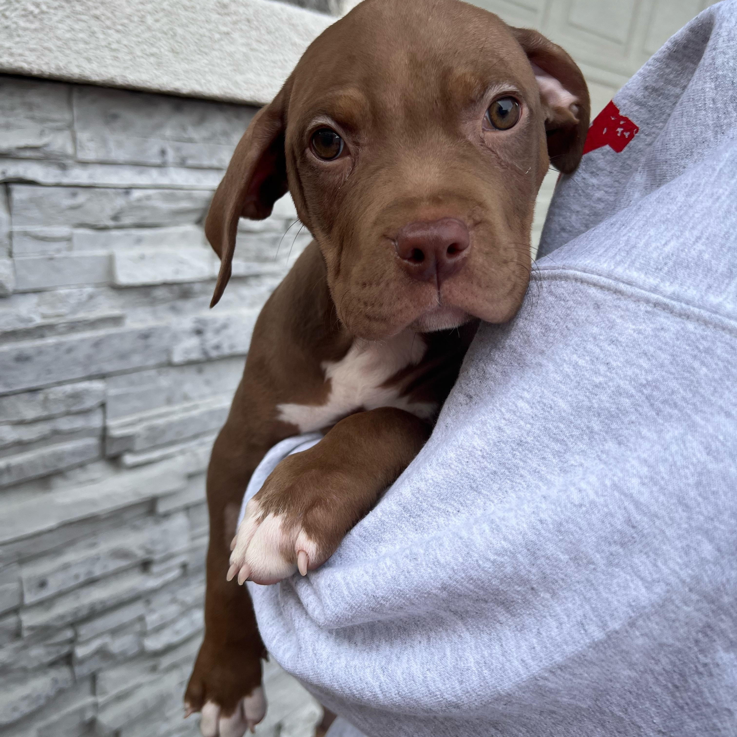 Matzah Ball , ADOPTABLE, Puppy Female American Bully.
