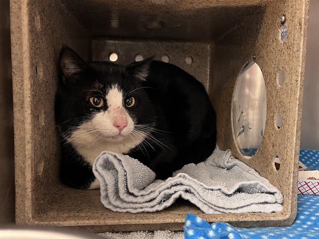 Enlarge EGG, a Adoptable Domestic Short Hair in Kent, WA image 1/1