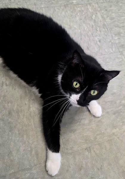 Sheba, a Adoptable mixed breed in Shawano, WI image 1/3