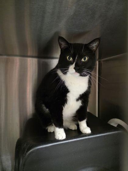 Sheba, Adoptable, Adult Female Domestic Short Hair & Domestic Short Hair.