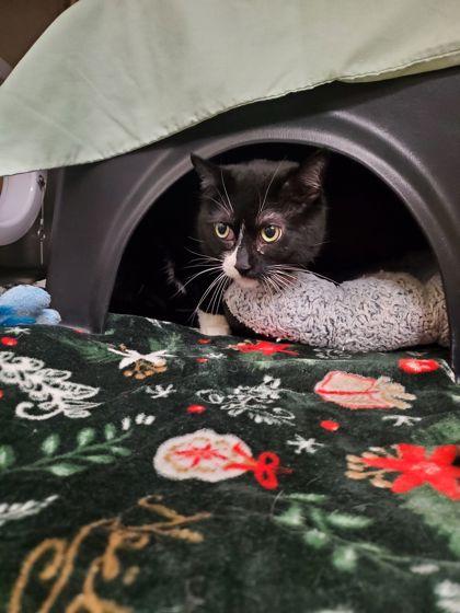 Enlarge Sheba, a Adoptable mixed breed in Shawano, WI image 1/1