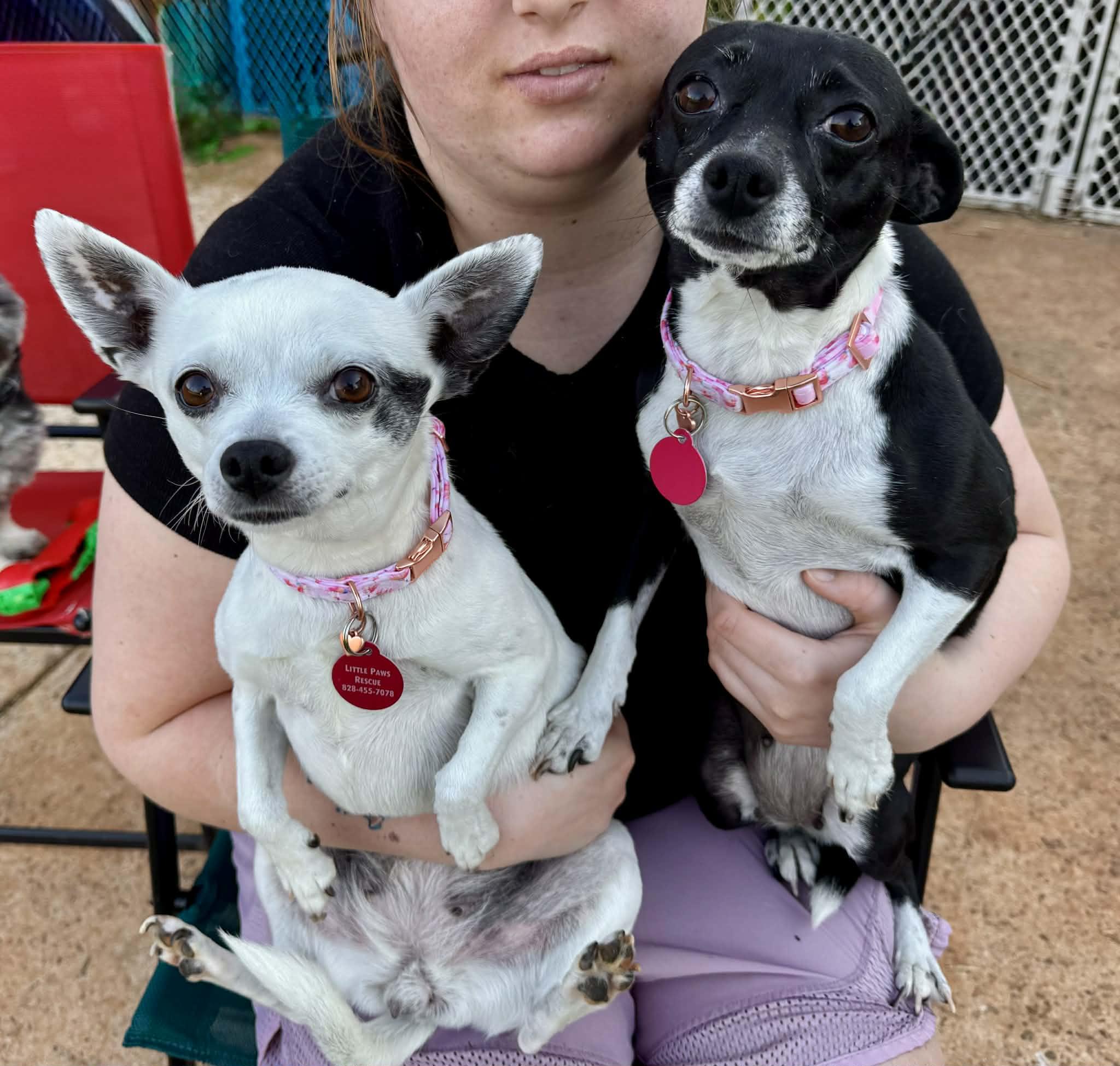 Kira & Jazz, a ADOPTABLE Chihuahua in Maiden, NC image 1/6