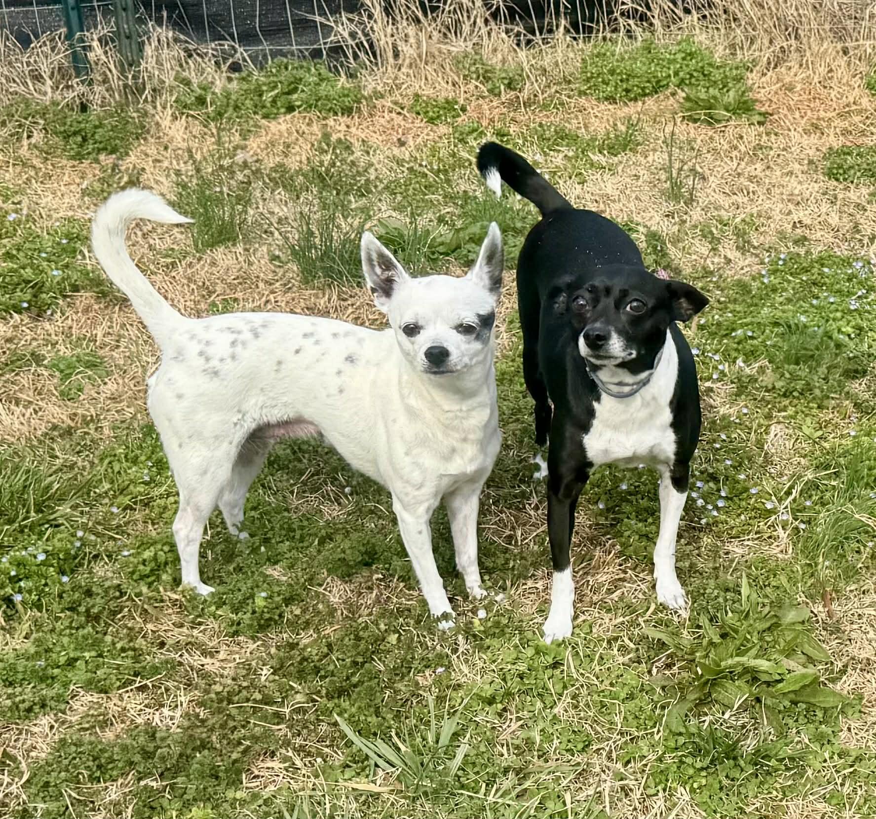 Kira & Jazz, a ADOPTABLE Chihuahua in Maiden, NC image 3/6