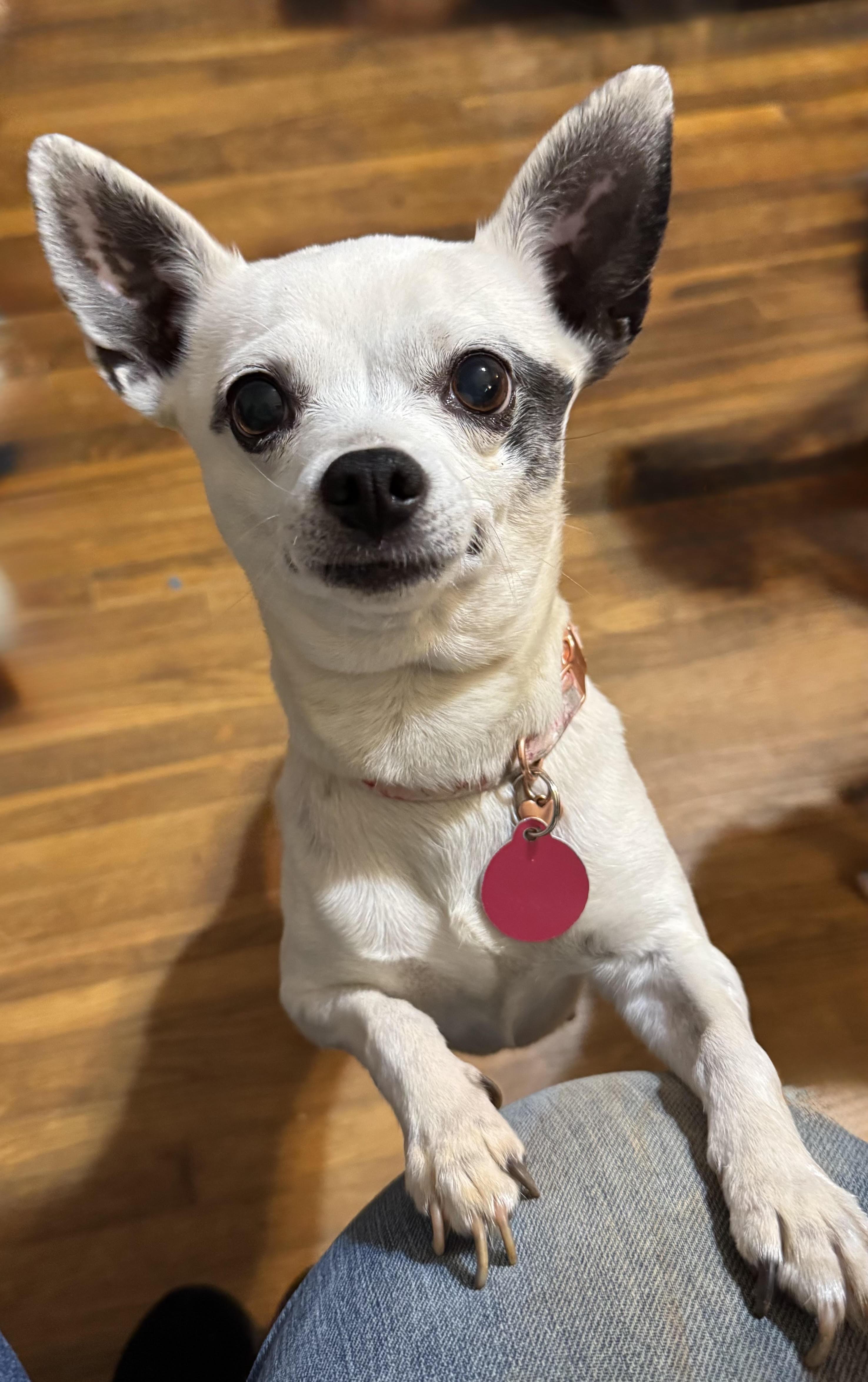 Kira & Jazz, a ADOPTABLE Chihuahua in Maiden, NC image 4/6