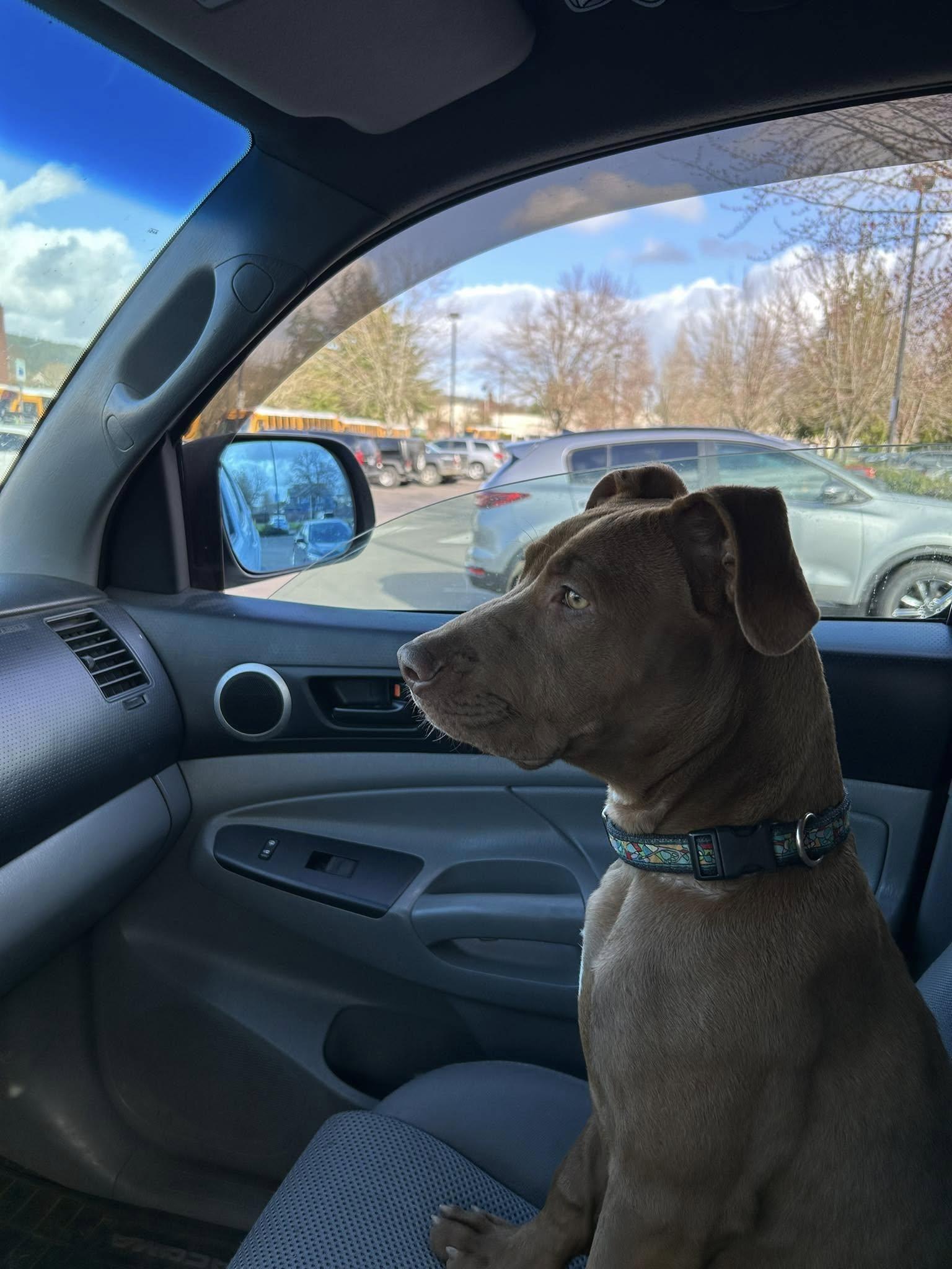 Enlarge Romee, a Adopted Pit Bull Terrier in mcminnville, OR image 2/5