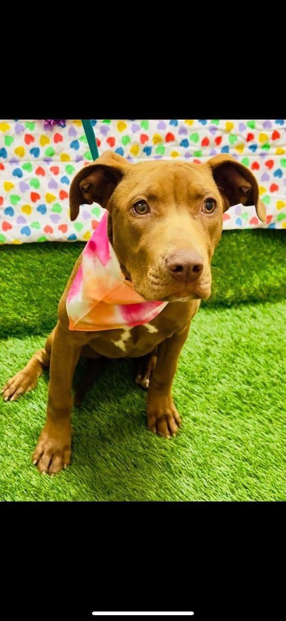 Romee, Adopted, Young Female Pit Bull Terrier.