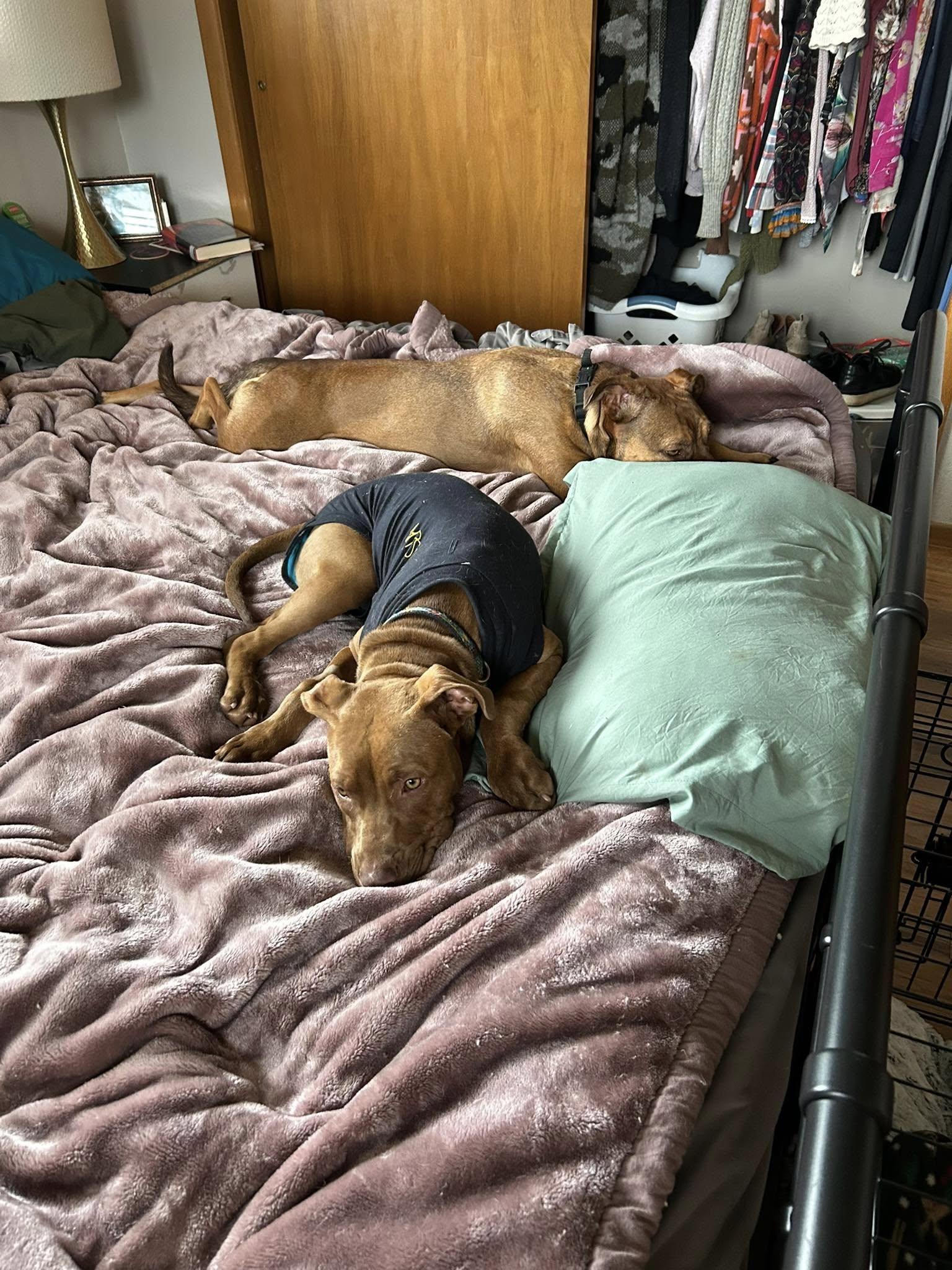 Enlarge Romee, a Adopted Pit Bull Terrier in mcminnville, OR image 4/5