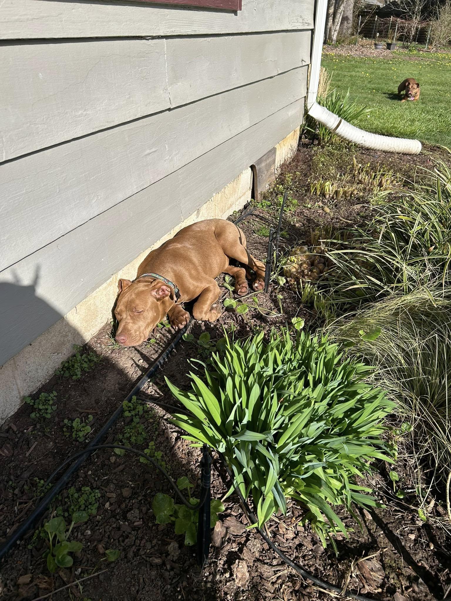Enlarge Romee, a Adopted Pit Bull Terrier in mcminnville, OR image 3/5