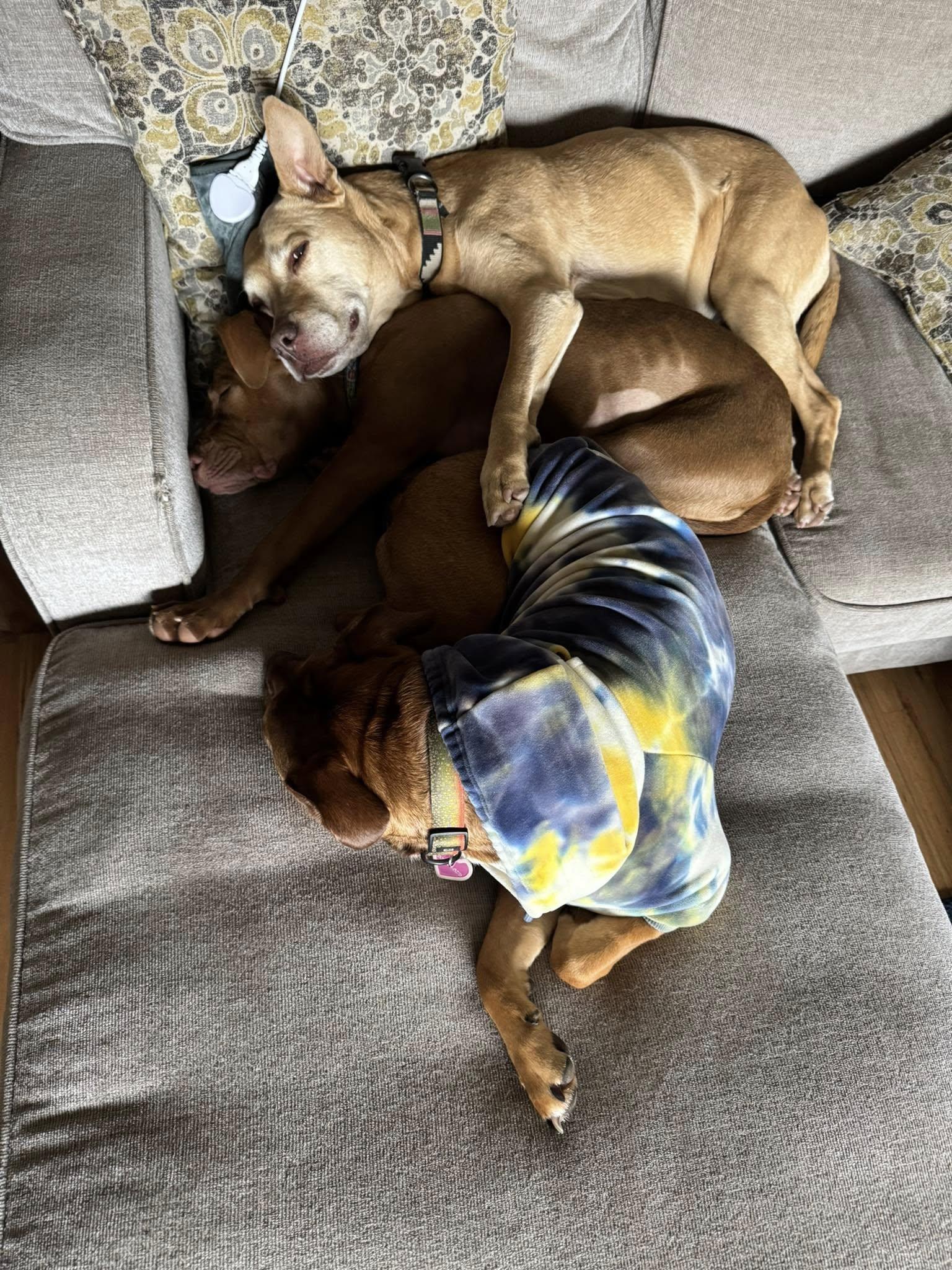 Enlarge Romee, a Adopted Pit Bull Terrier in mcminnville, OR image 5/5