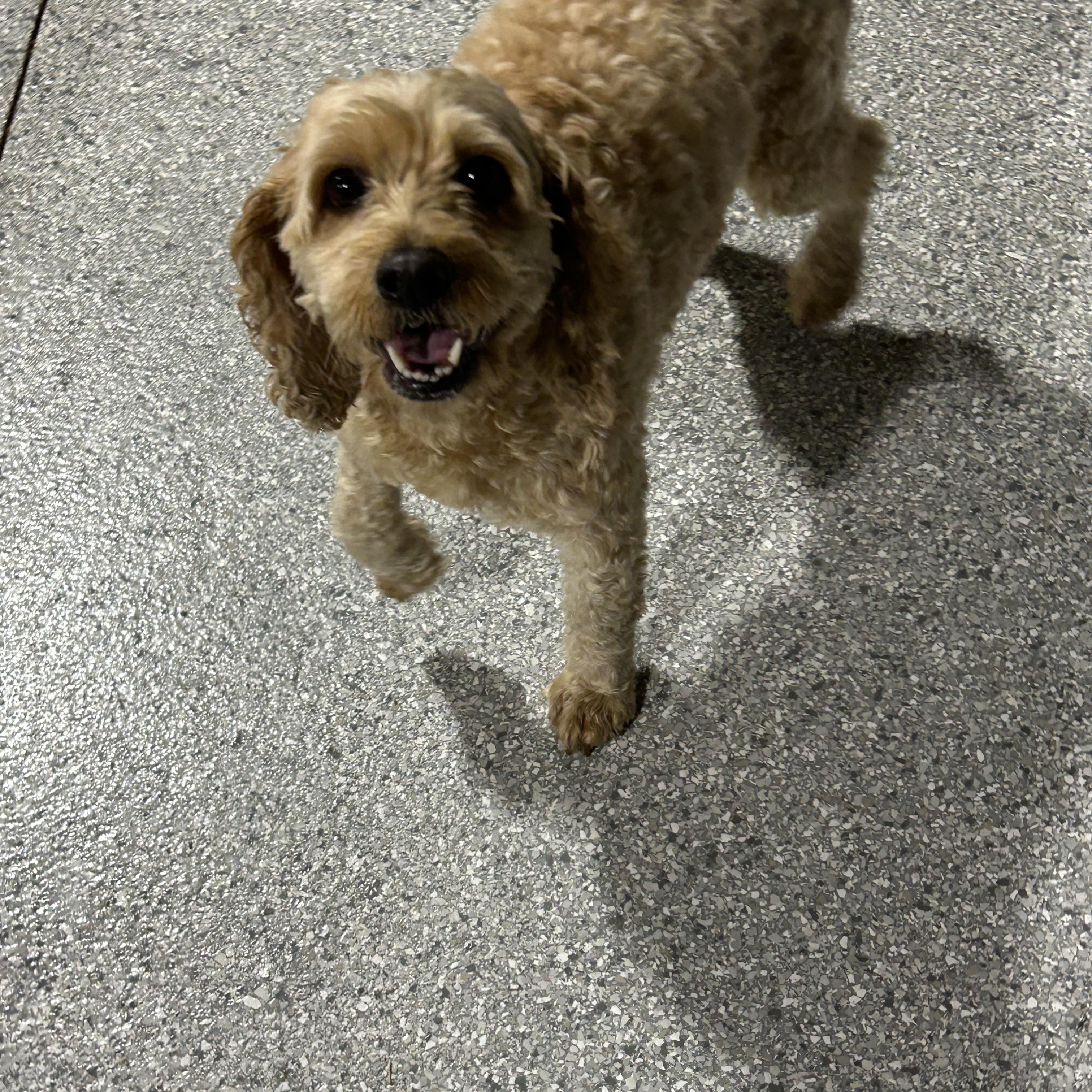 Bella. Nice dog, Adoptable, Adult Female Cockapoo.