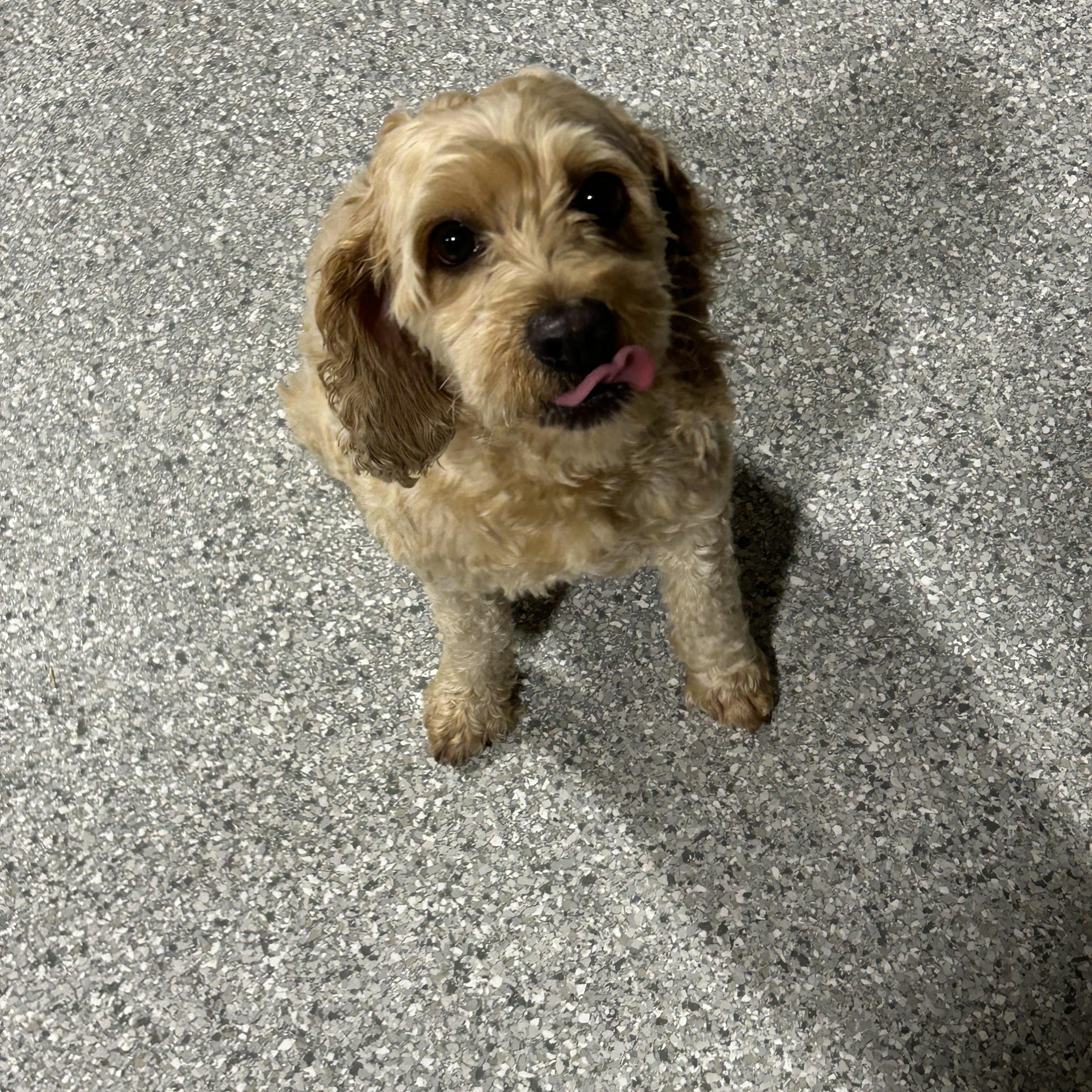 Enlarge Bella. Nice dog, a Adoptable Cockapoo in Maumee , OH image 3/5