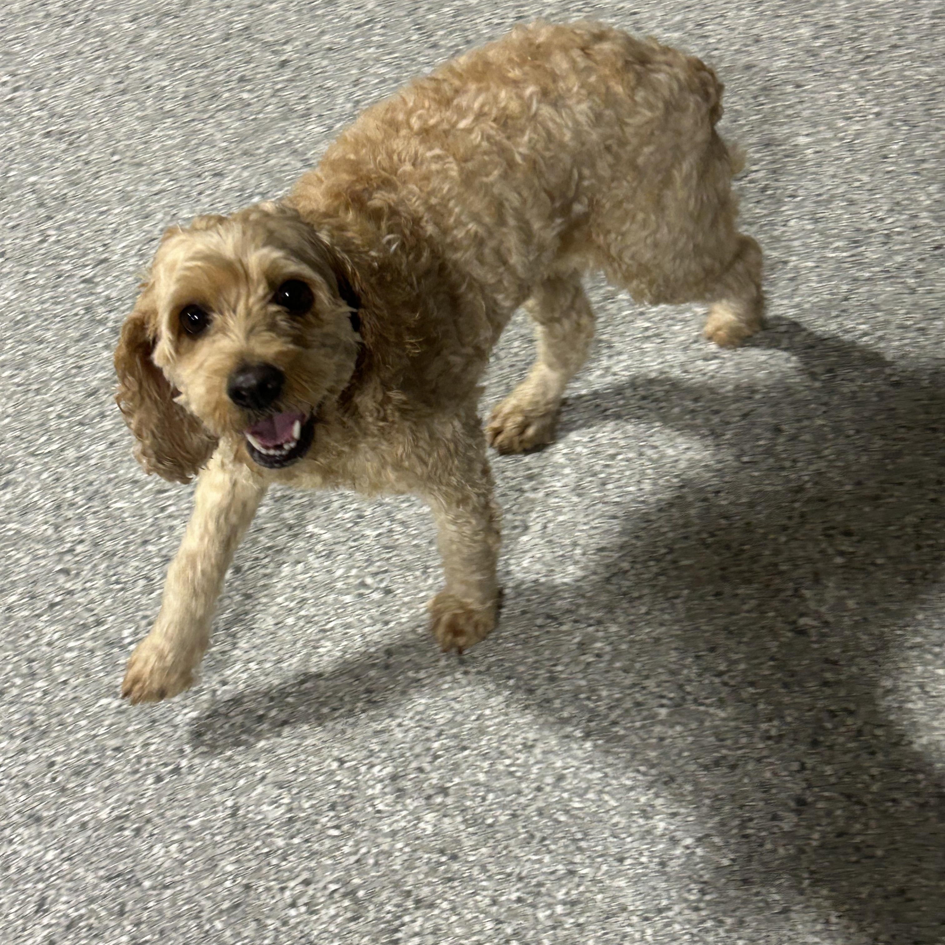 Enlarge Bella. Nice dog, a Adoptable Cockapoo in Maumee , OH image 2/5