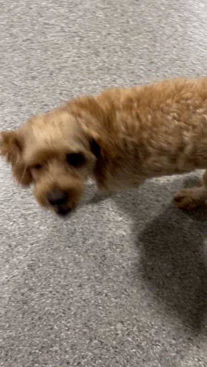 Enlarge Bella. Nice dog, a Adoptable Cockapoo in Maumee , OH video 5/5