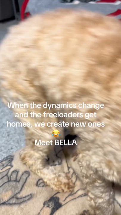Enlarge Bella. Nice dog, a Adoptable Cockapoo in Maumee , OH video 4/5
