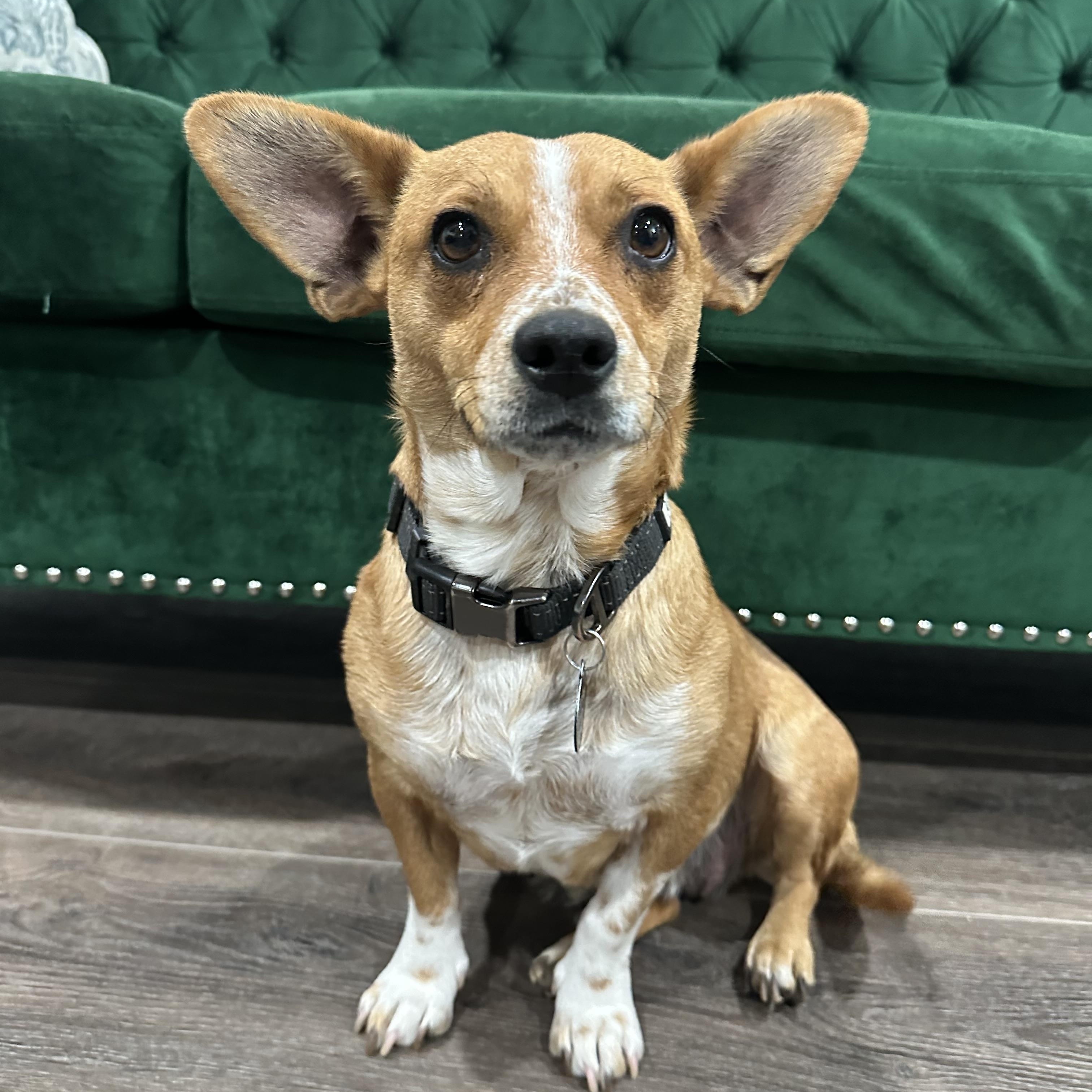 Suzie, ADOPTABLE, Adult Female Corgi & Chiweenie.