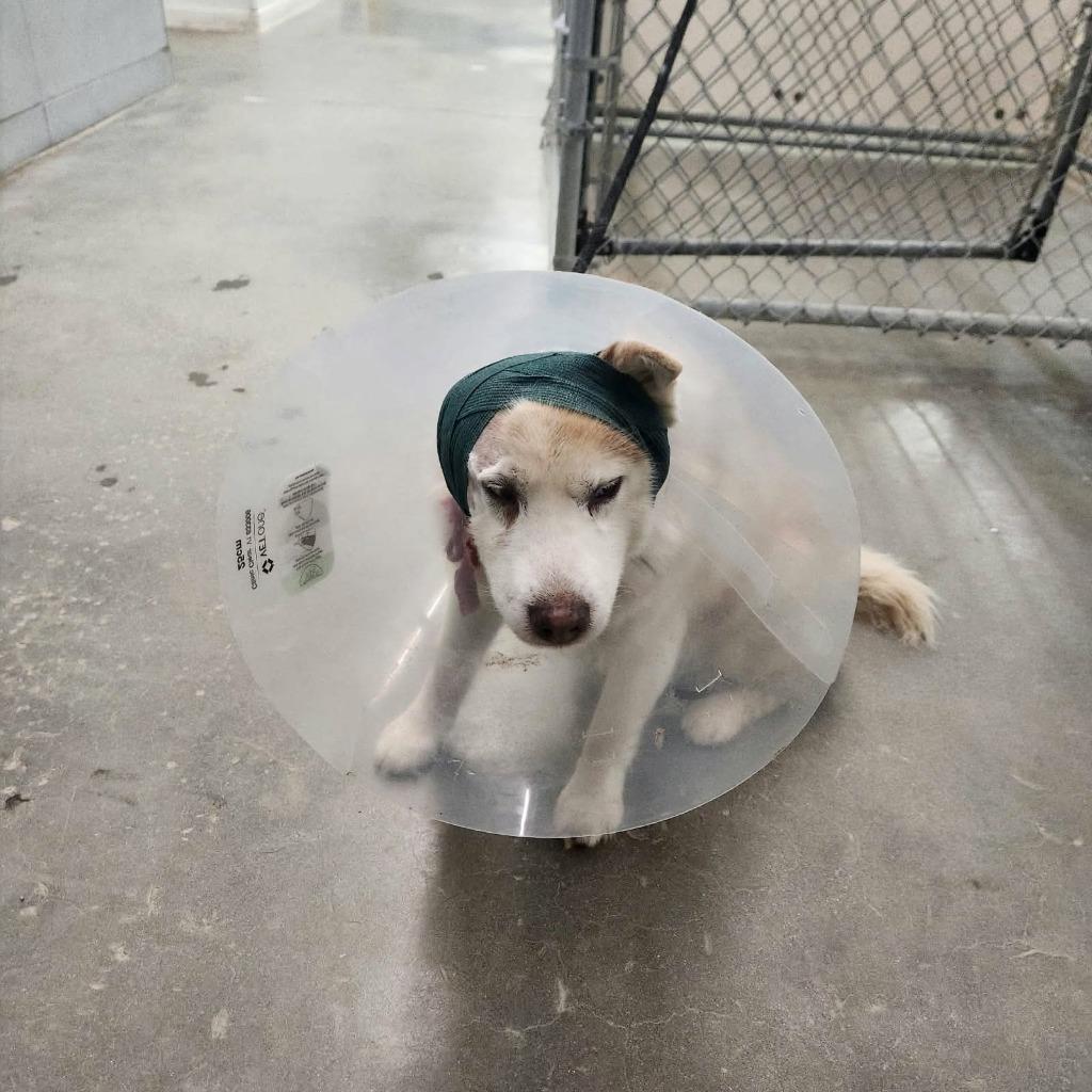 Lucky, Adoptable, Adult Male Husky.