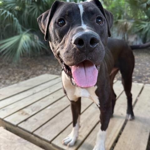 Stono, ADOPTABLE, Adult Male Mixed Breed.