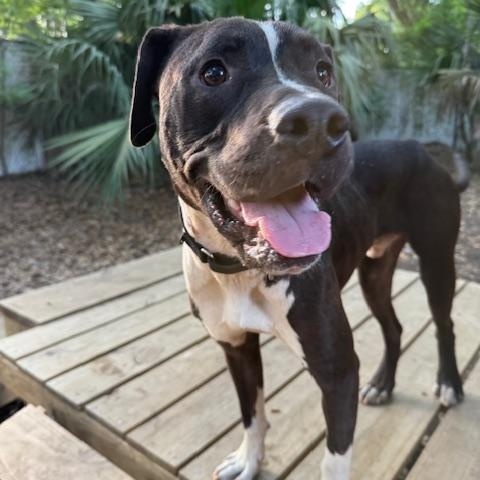 Enlarge Stono, a ADOPTABLE Mixed Breed in Charleston, SC image 2/2