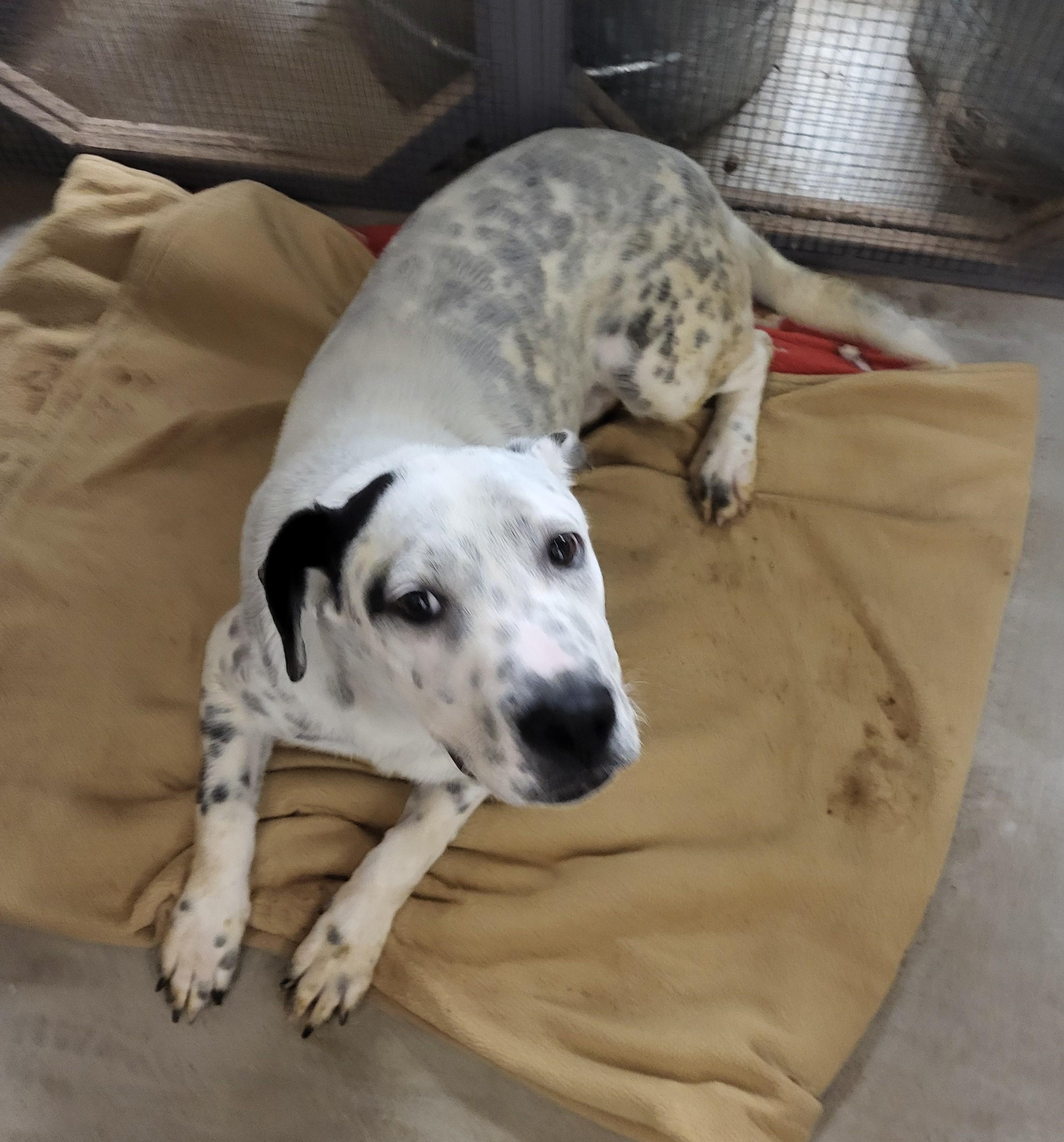 Shorty, an adoptable Dalmatian & Labrador Retriever Mix in Newport Beach, CA_image-1
