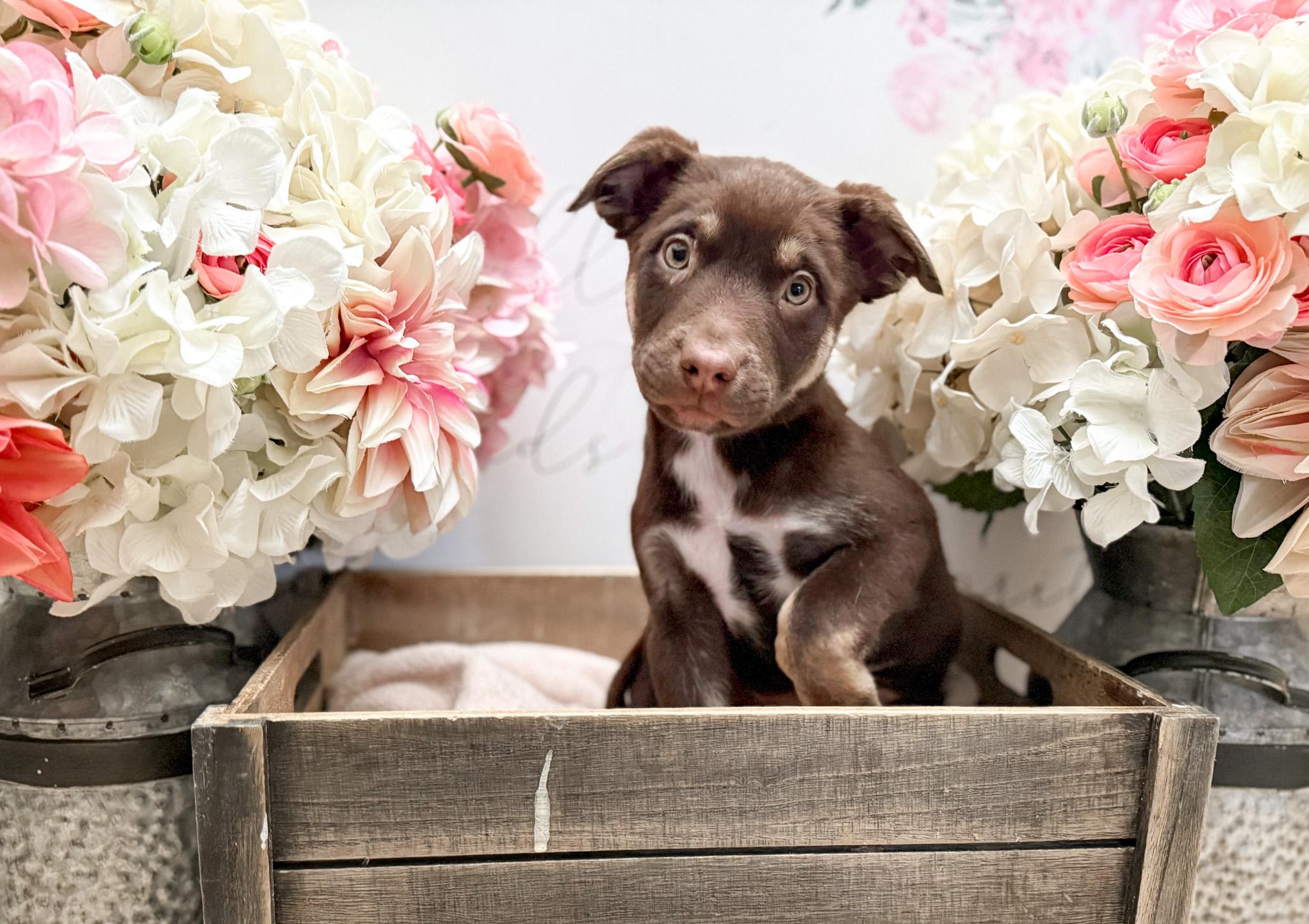 Cinnamon thumbnail 2