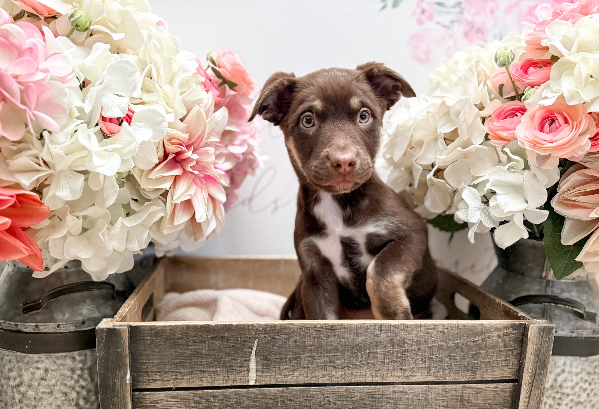 Cinnamon thumbnail 3