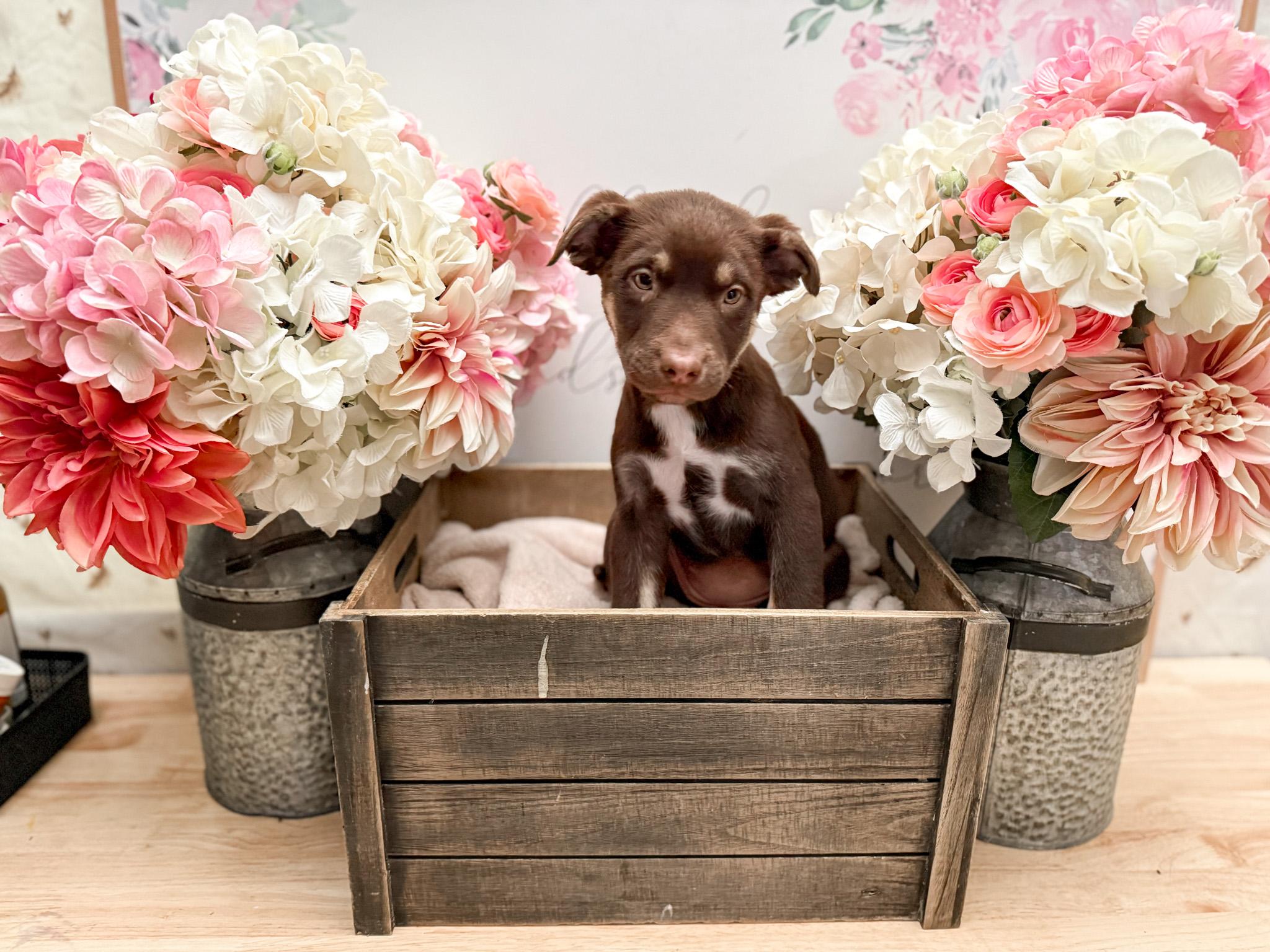 Cinnamon thumbnail 4