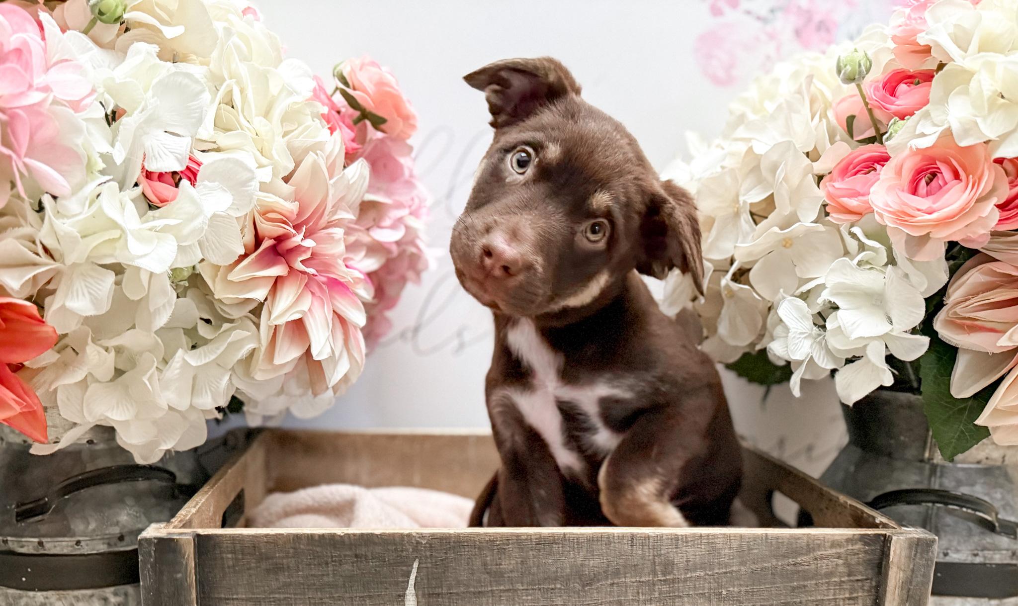 Cinnamon thumbnail 5