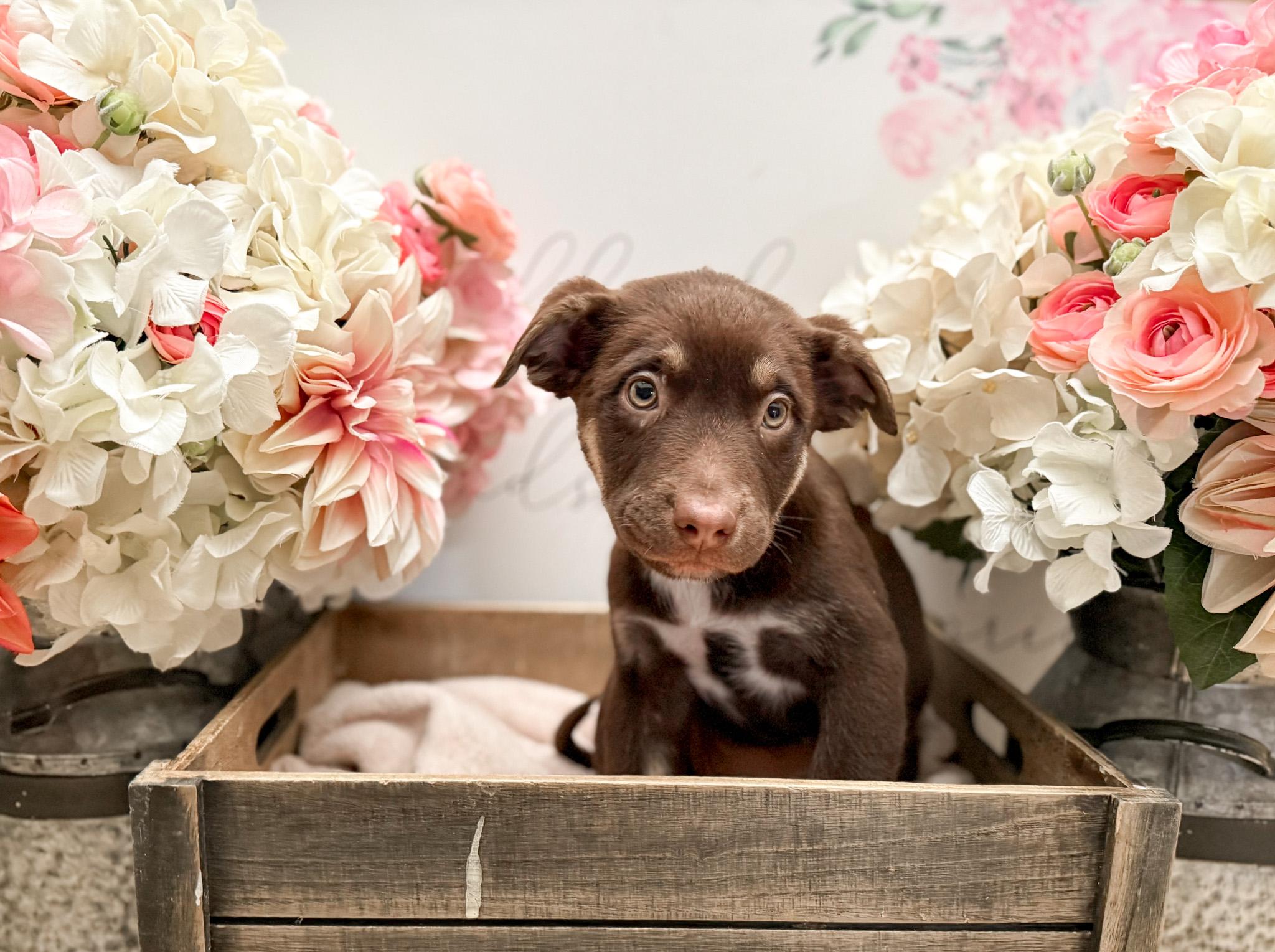 Cinnamon thumbnail 6