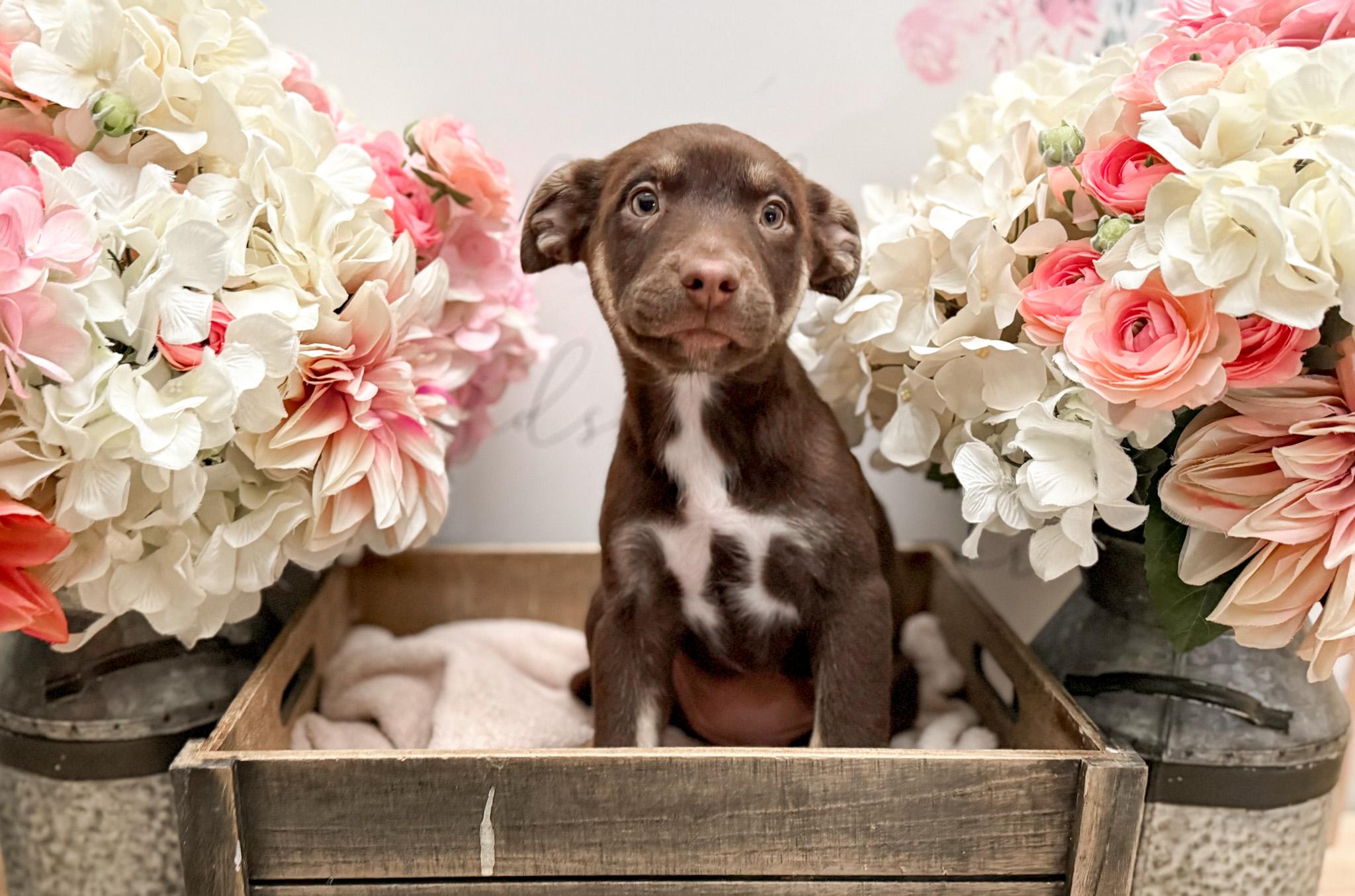 Cinnamon thumbnail 7