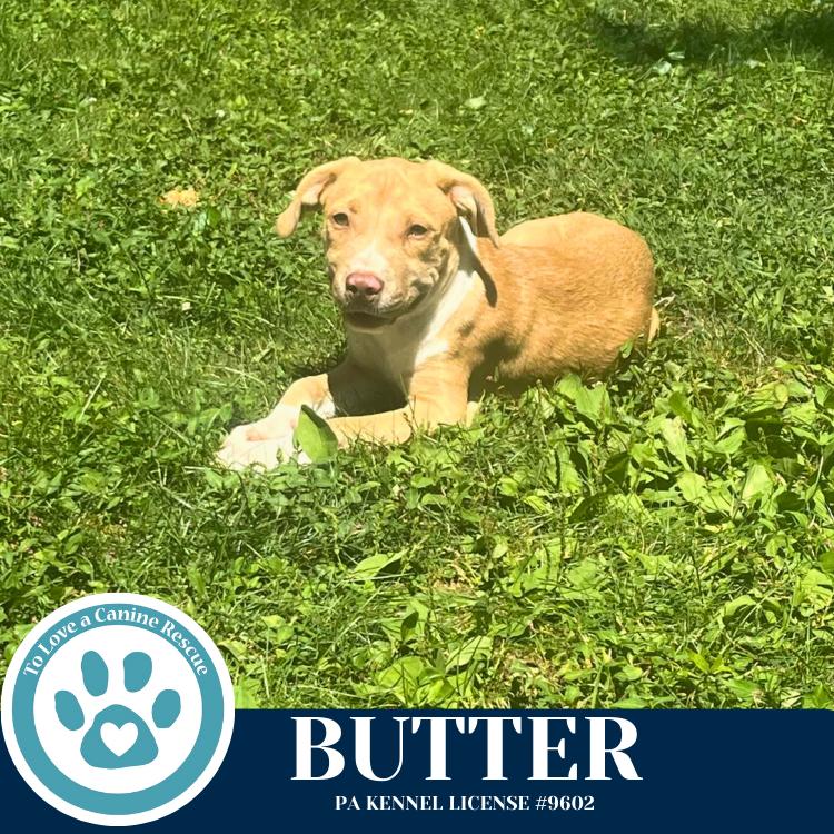 Enlarge Butter (The Baking Bunch) 080925, a Adoptable mixed breed in Kimberton, PA image 1/5