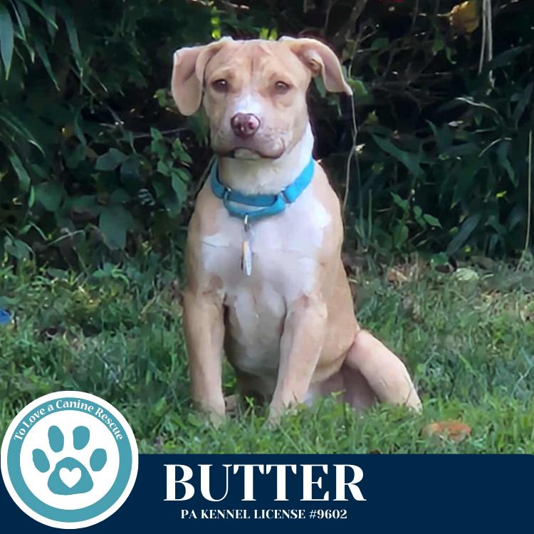 Enlarge Butter (The Baking Bunch) 080925, a Adoptable mixed breed in Kimberton, PA image 2/5