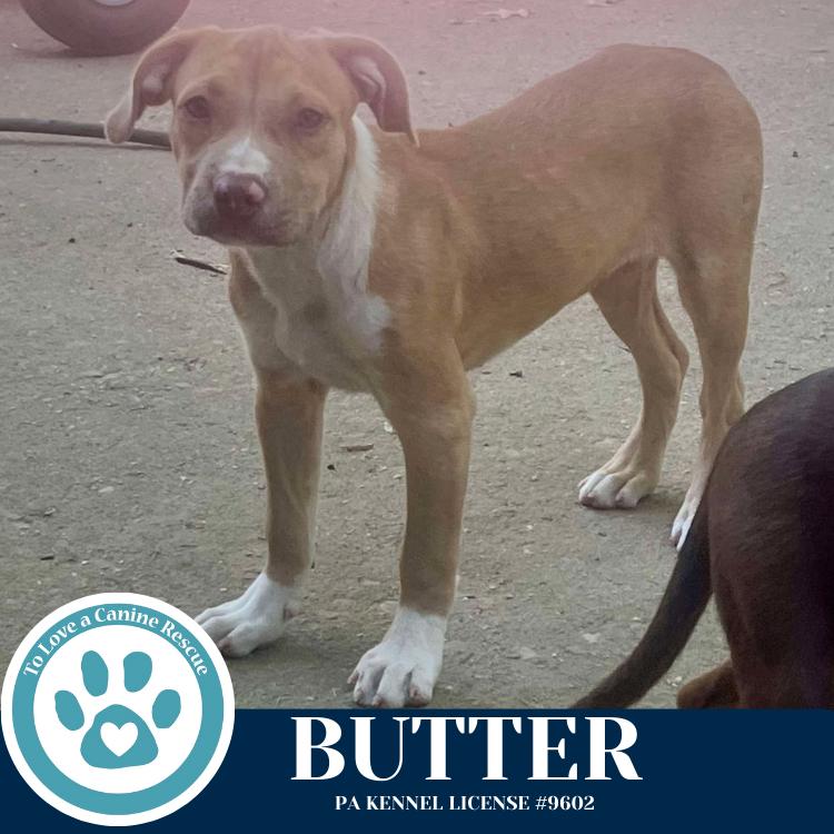Enlarge Butter (The Baking Bunch) 080925, a Adoptable mixed breed in Kimberton, PA image 3/5