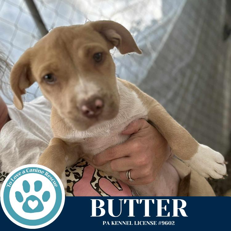 Enlarge Butter (The Baking Bunch) 080925, a Adoptable mixed breed in Kimberton, PA image 4/5