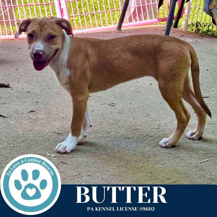 Enlarge Butter (The Baking Bunch) 080925, a Adoptable mixed breed in Kimberton, PA image 5/5