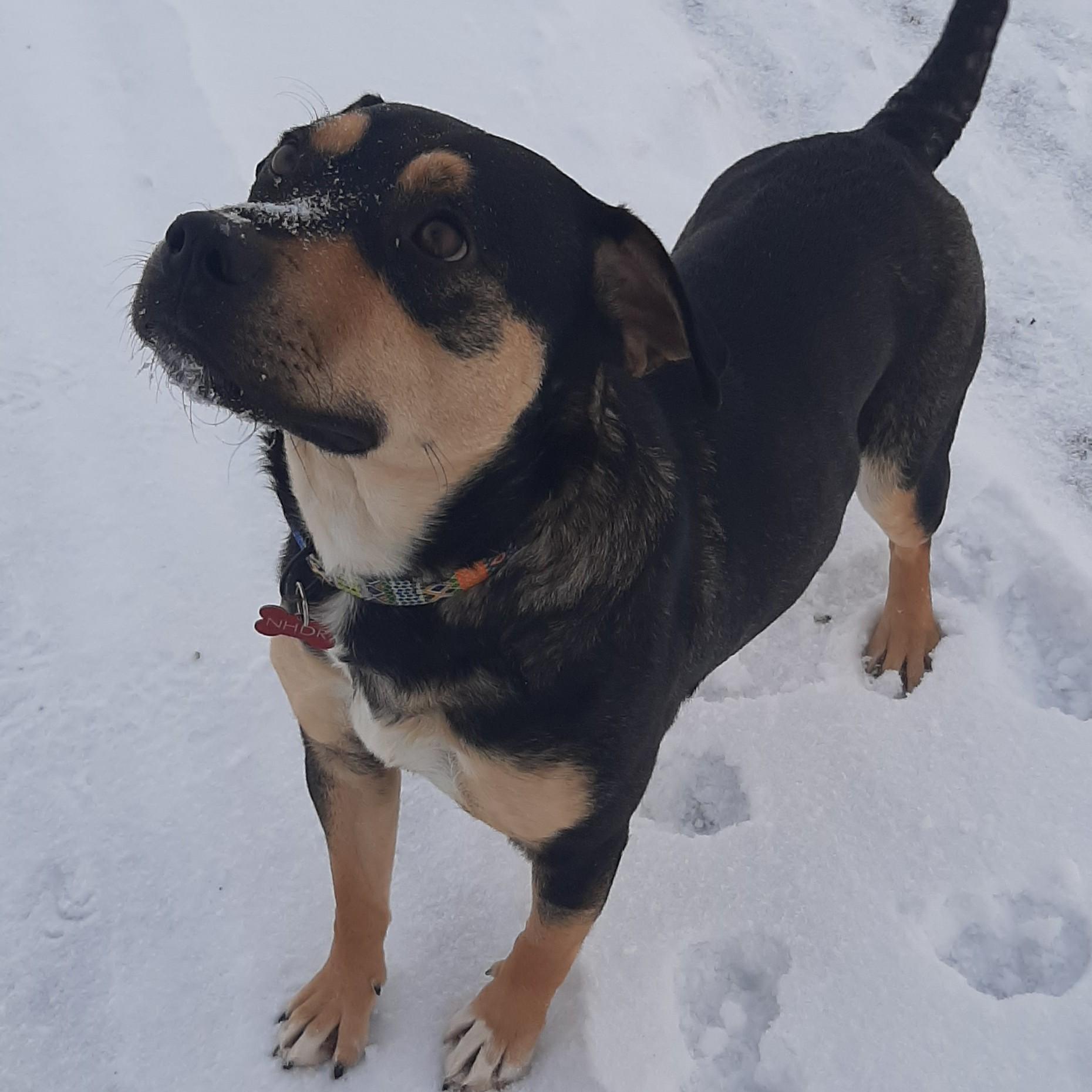 Freckles, a Adoptable Mixed Breed in Saskatoon, SK image 2/5