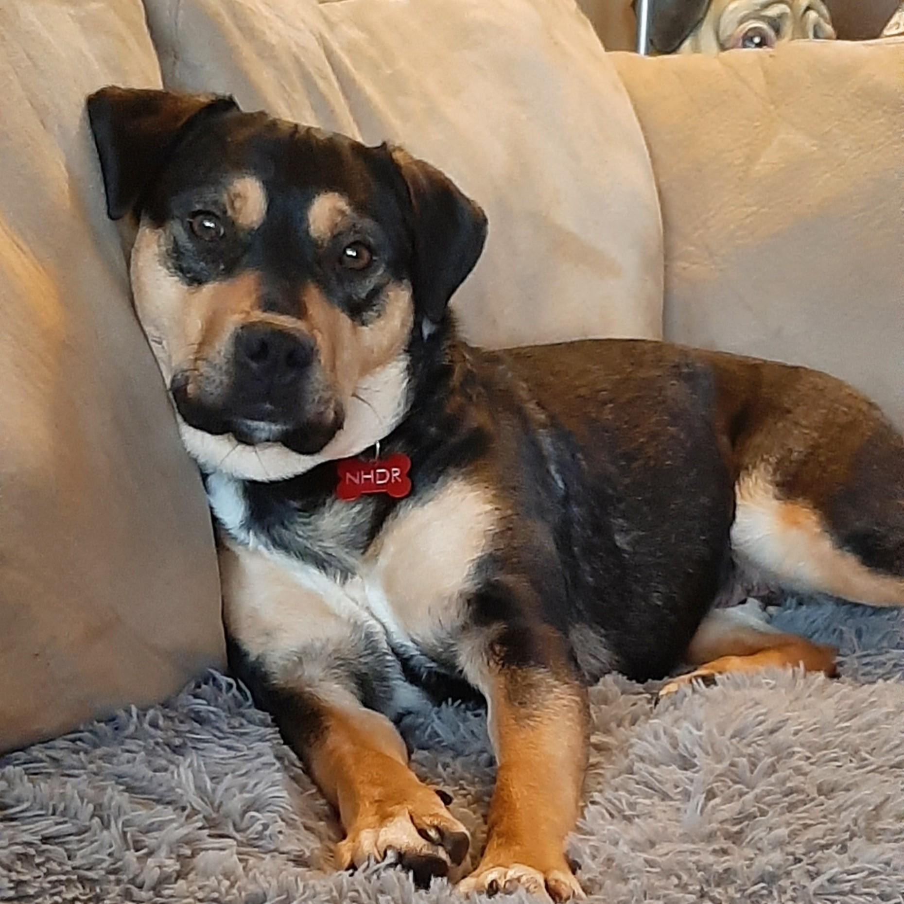 Freckles, a Adoptable Mixed Breed in Saskatoon, SK image 3/5