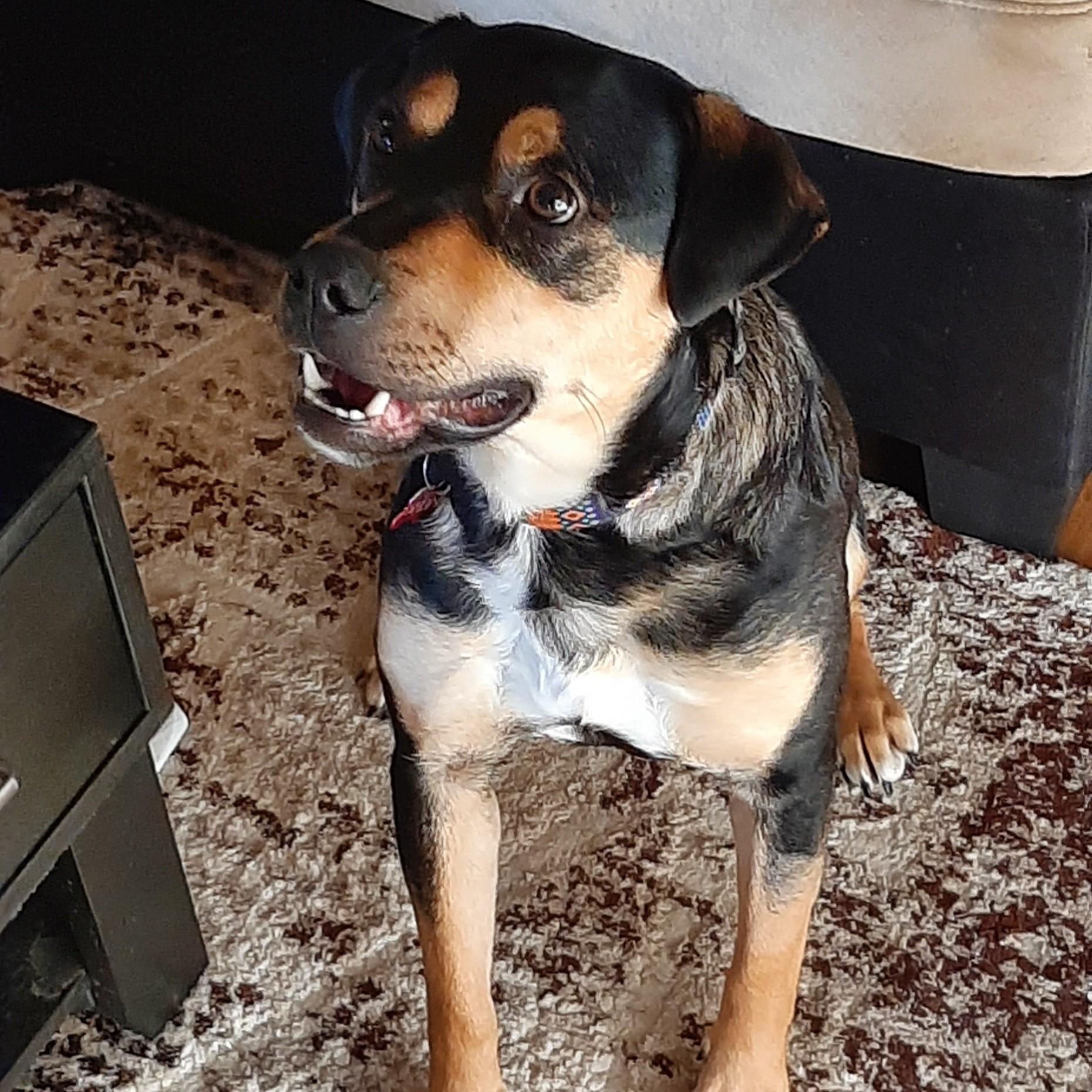 Freckles, a Adoptable Mixed Breed in Saskatoon, SK image 4/5