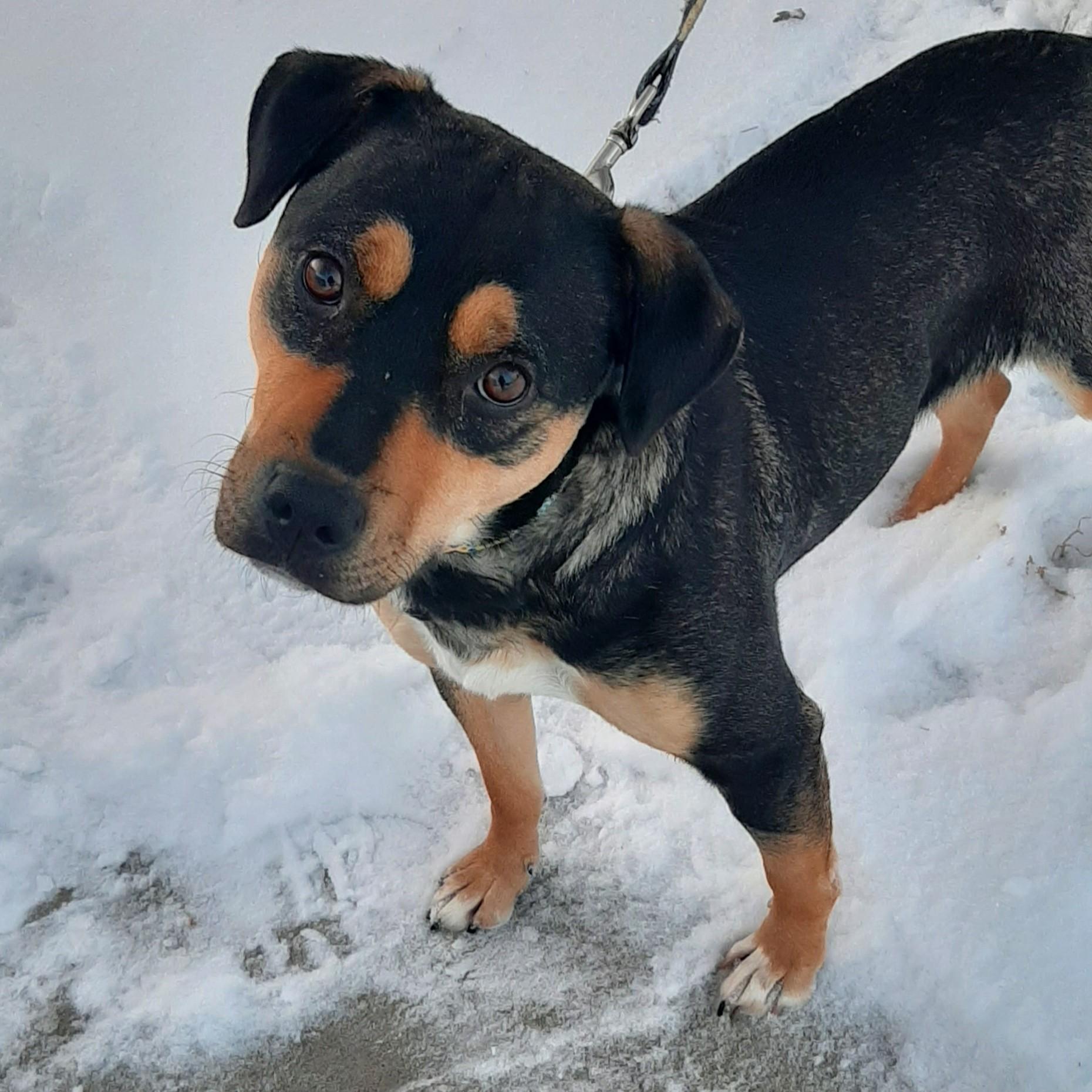 Freckles, Adoptable, Young Female Mixed Breed.